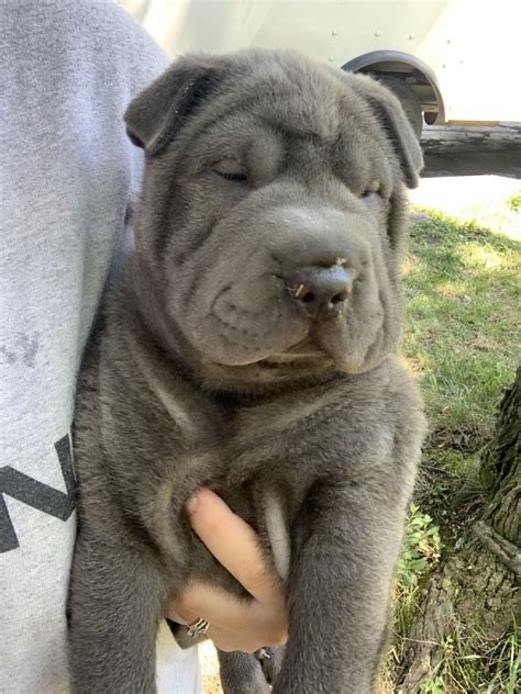 Shar Pei Puppies For Sale In Ohio Blue Shar Pei Puppies for Sale.  Shar Pei Puppies For Sale In Ohio